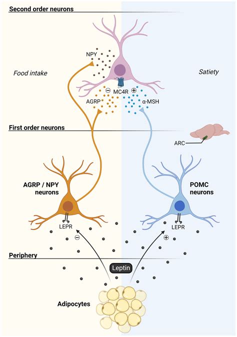 A Critical Update On The Leptinmelanocortin System Lavoie Journal