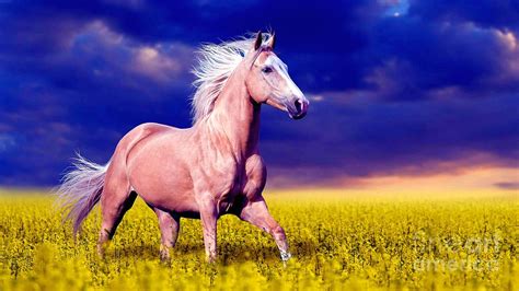 Beautiful Horse Galloping Across Meadow Ultra Hd Photograph By Hi Res