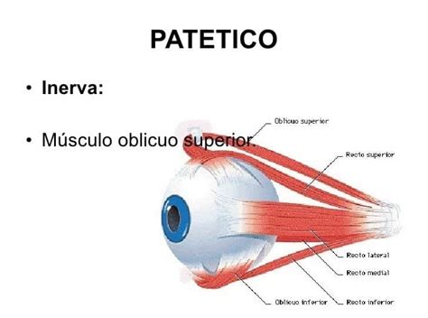 Nervio patético o troclear anatomia función relación lesiones