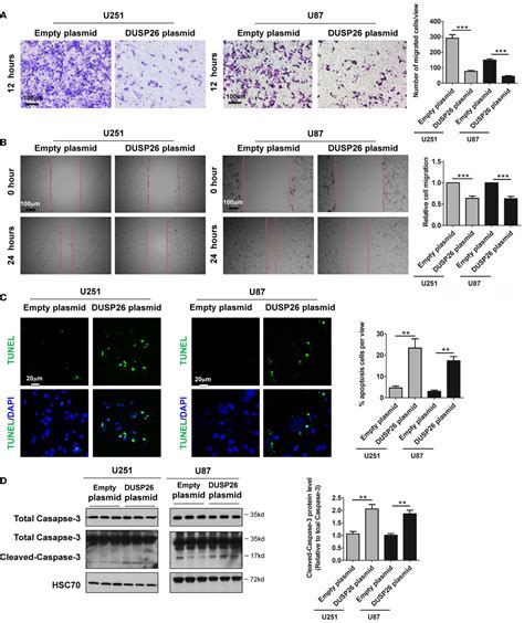 Frontiers Corrigendum Decreased Dusp Expression Promotes Malignant