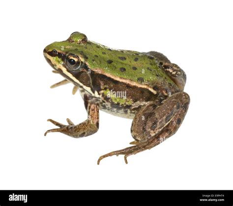 Pool Frog Pelophylax Lessonae Stock Photo Alamy