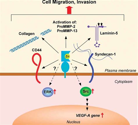 Journal Of Cellular Physiology Cell Biology Journal Wiley Online