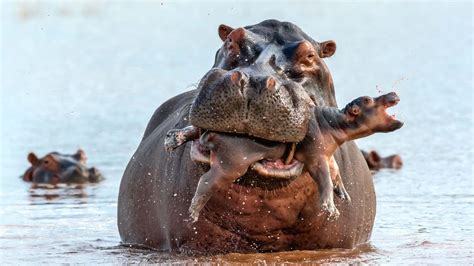 Highlights from Wildlife Photographer of the Year 2019 | The Australian