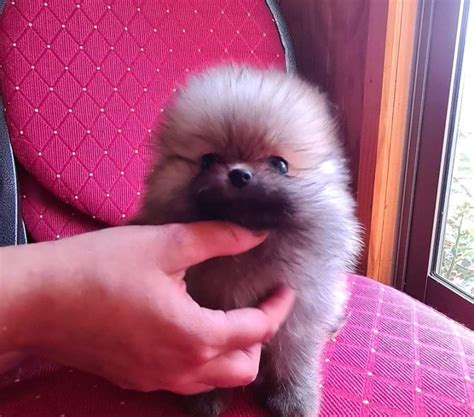 Pomerania Cara De Oso Santiago