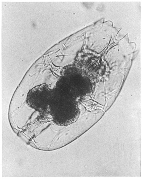 Brachionus Plicatilis 0 F M 1786 Lorica Ventral Dorsal Lorica