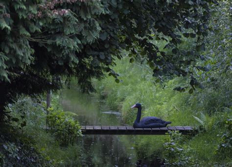 Model Black Swan Andrew Black Flickr