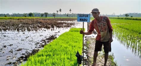 Berita BSIP Riau BSIP Riau Dampingi Tanam Perbenihan Padi Spesifik Inhil