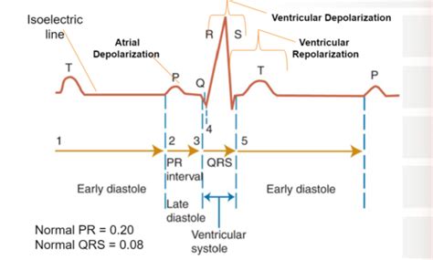 Ekgs Flashcards Quizlet