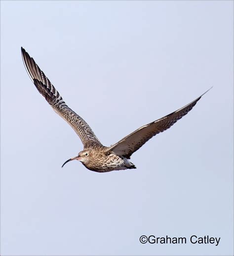 A Norfolk Curlews Summer Wadertales