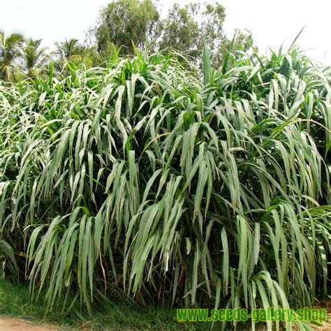 Napier grass (Cenchrus purpureus) - Price €2.65