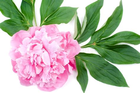 Peony Cor De Rosa Imagem De Stock Imagem De Jardim Beleza 23892773