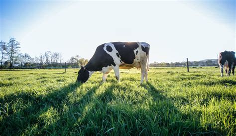 Getting Spring Pastures Ready For Cattle Hobby Farms