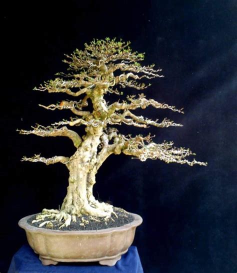 Ghim của Surya supriatna01 trên bonsai designs shared by junet hanny