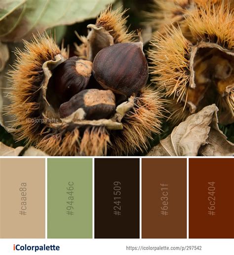 Color Palette Ideas From Chestnut Close Up Nut Image Icolorpalette