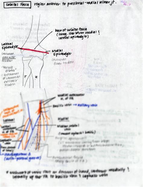 Solution Cubital Fossa Hand Drawn Colorful Studypool