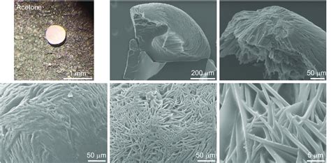 54 Microscope And SEM Images Of Simvastatin Crystallized From Acetone