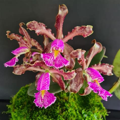 Cultiva Cattleya Schilleriana GUÍA de ÉXITO Completa