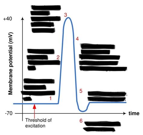 Action Potential Flashcards Quizlet