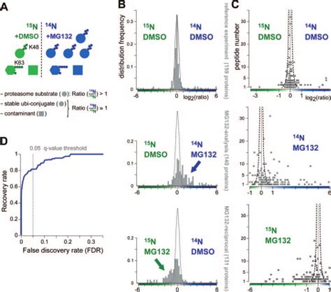 Quantitative Analysis Of The Ubiquitin Proteome And Proteasome