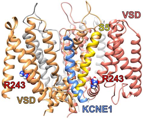 Frontiers Kcnqs Ligand And Voltage Gated Potassium Channels