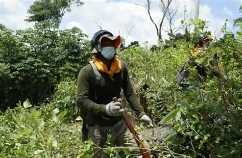 Amazonía Peruana Erradican Más De 5500 Hectáreas De Cultivos Ilegales De Hoja De Coca