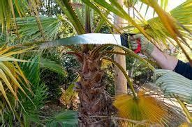 Palm Cutting [When to Cut Palm Tree Leaves & Pricing]