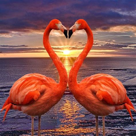 DIY 5D Love Flamingo Pattern Diamond Painting Full Drill With Number