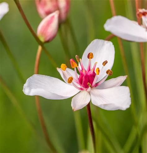 Butomus Umbellatus Schwanenblume Blumenbinse