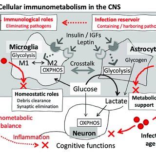 Cellular Immunometabolism In The Brain Glia Are The Main Cellular