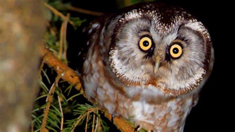 Boreal Owl Call Bird Sounds At Night Youtube