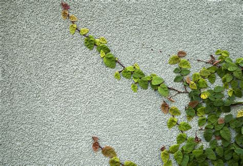 Free Wall Vines Stock Photo