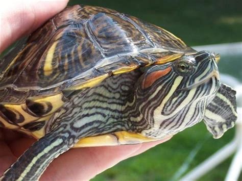 Care Sheet Red Ear Slider