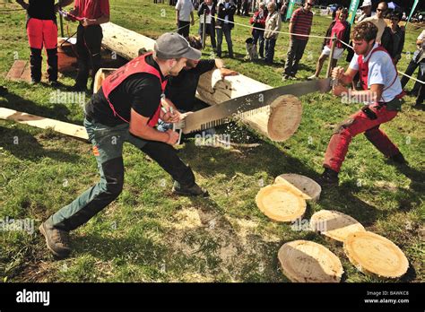 Loggers Using A Two Man Crosscut Saw In A Logging Competition Sawing