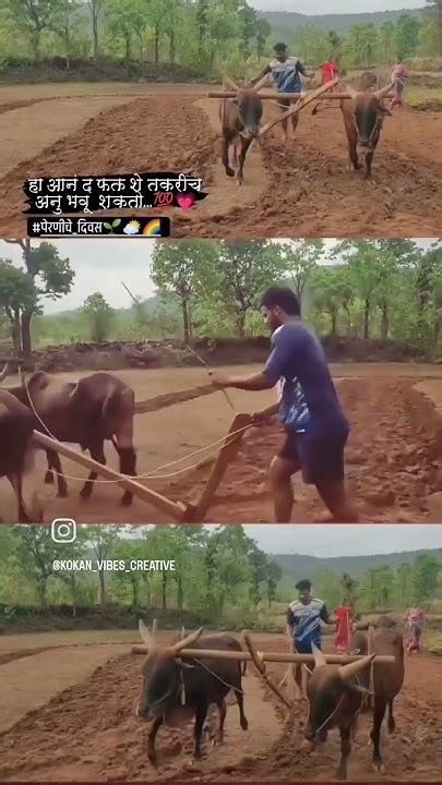 रॉयल शेतकरी ️🌾👑 शेतकरी शेतकरीराजाजगलापाहिजे शेतकरीपॅटर्न कोकण