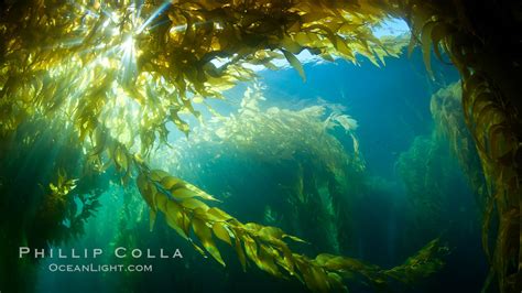 A View Of An Underwater Forest Of Giant Kelp Macrocystis Pyrifera