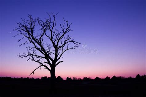 Purple Sunset And Withered Tree Stock Photo Image Of Shore