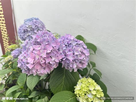 紫色绣球花盆栽摄影图花草生物世界摄影图库昵图网