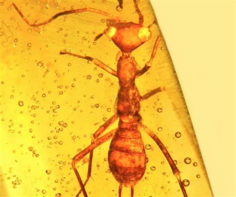 Extinct E.T.? Alien-Like Insect Found Trapped in Amber | Live Science