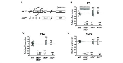 Mll1 And Mll2 Expression In Conditional Knockout Retinae A Download Scientific Diagram