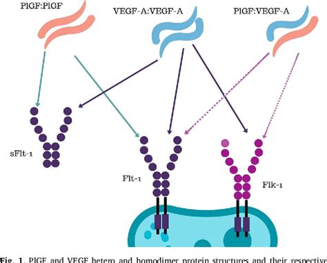 Placental Growth Factor A Review Of Literature And Future