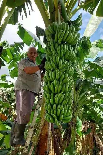 Maior Cacho De Bananas Do Brasil Colhido No Vale Do Ribeira