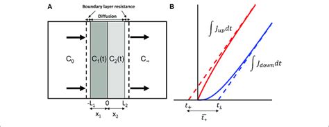 A Schematic Of A Bi Layer Composite With Mass Transfer Resistance