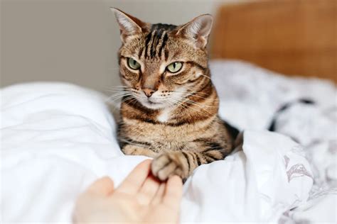 Por que os gatos amassam pãozinho Entenda quando o comportamento é