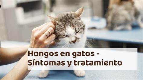 Hongos En Los Gatos S Ntomas Tratamiento Y Tipos Youtube