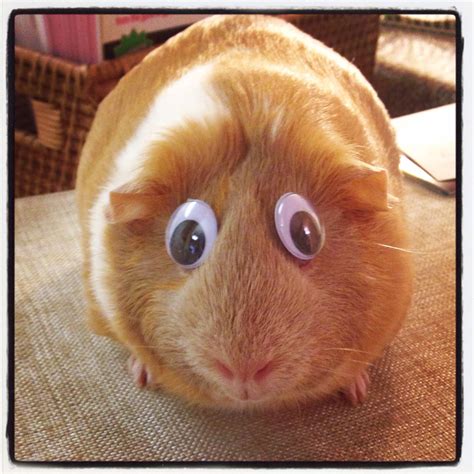 Cute Guinea Pigs with Googly Eyes