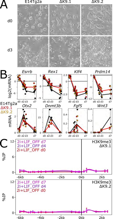 Fig S3 Differentiation Of Wild Type And ∆k9 Cells Upon 2ilif