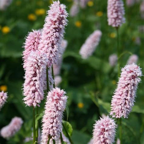 Bistort Persicaria Bistorta Shipton Bulbs