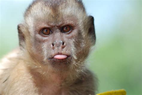 Funny Monkey Images Free Download - Funny PNG