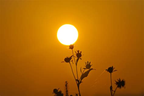 Sunrise Bushes Nature Grass Silhouette Yellow Morning K