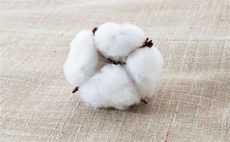 Organic Cotton What Is It And Why It Is Better